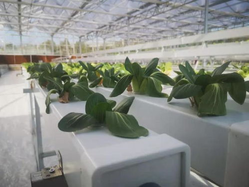 新鮮事兒 新余市界水鄉扶貧蔬菜大棚變身 智慧工廠